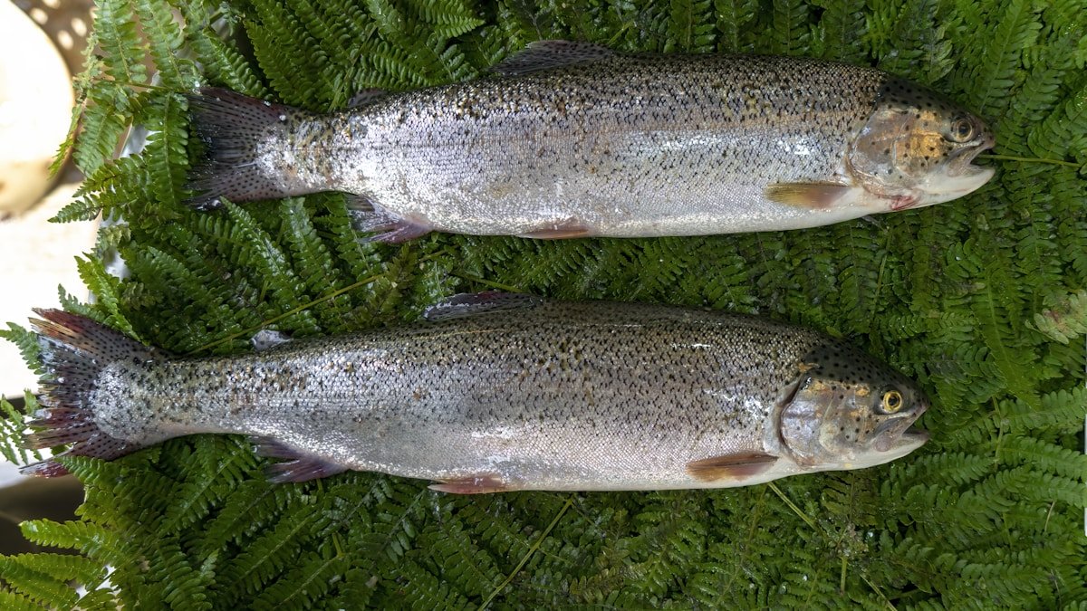 unknown ayu shun guide h2 04