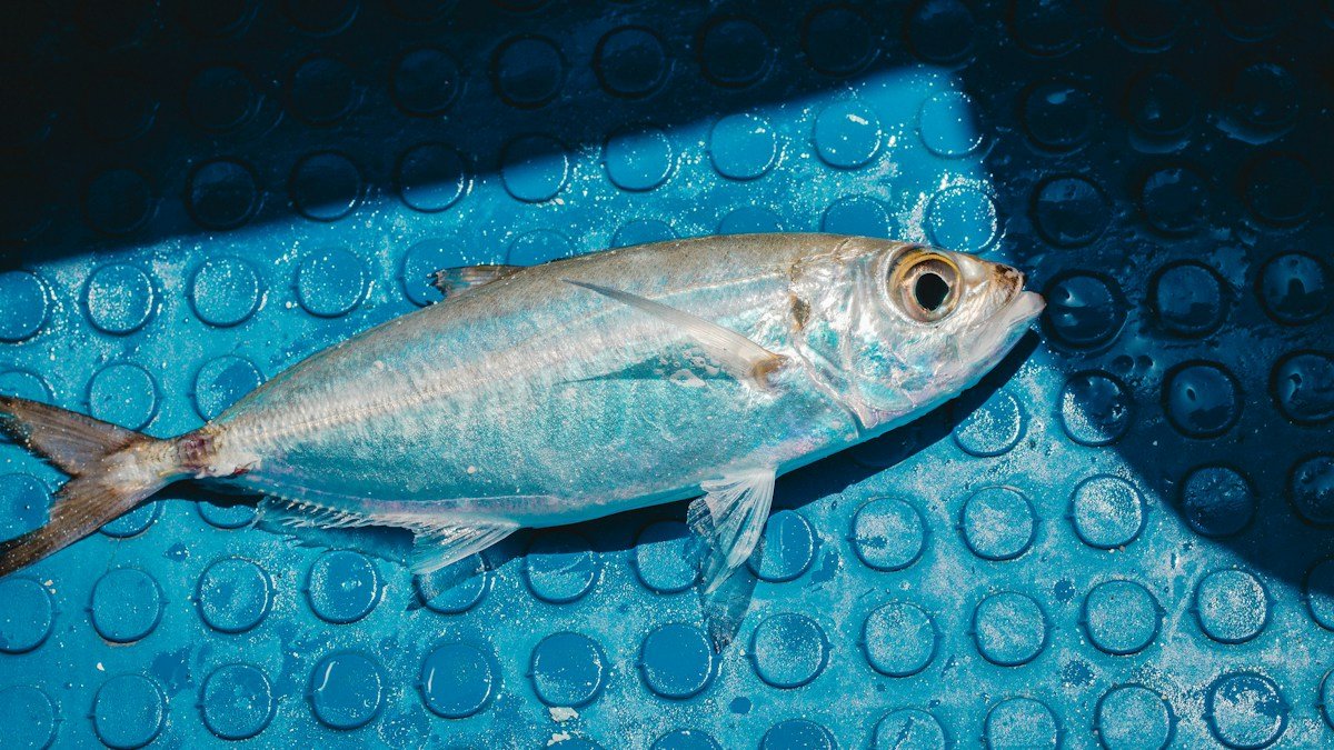 2026 09 25 saba shun guide h2 01