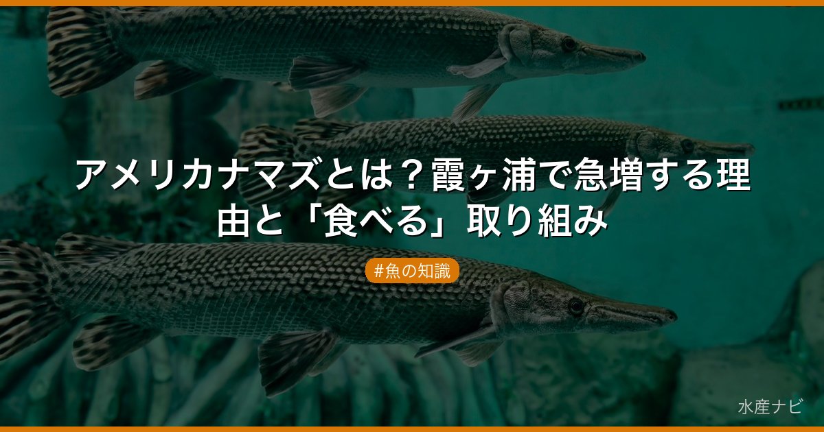 アメリカナマズとは？霞ヶ浦で急増する理由と「食べる」取り組み