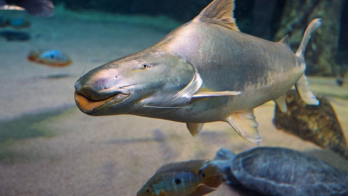 2026 10 10 american catfish kasumigaura guide h2 00