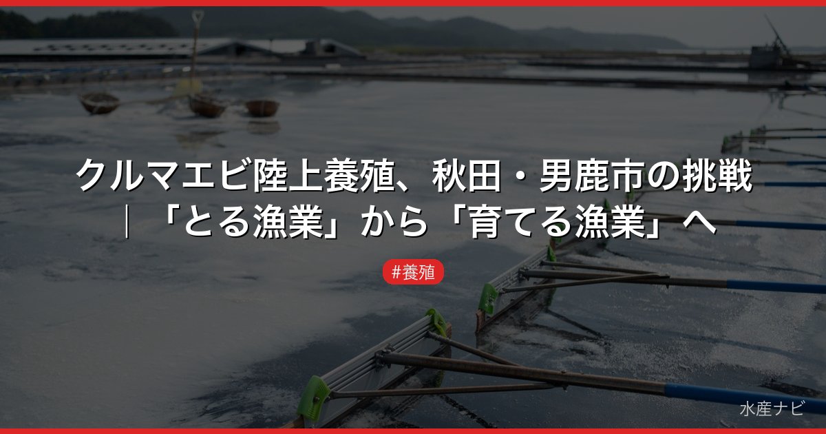 クルマエビ陸上養殖、秋田・男鹿市の挑戦｜「とる漁業」から「育てる漁業」へ