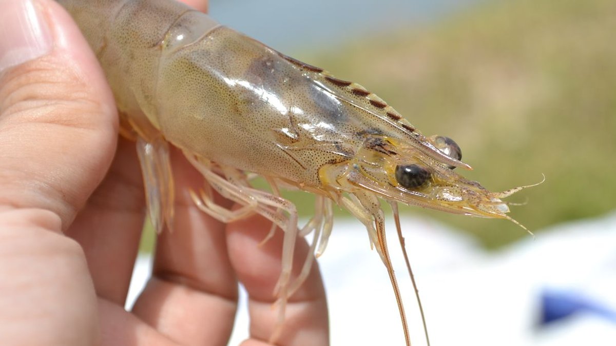 2026 10 24 kuruma ebi land aquaculture oga h2 00