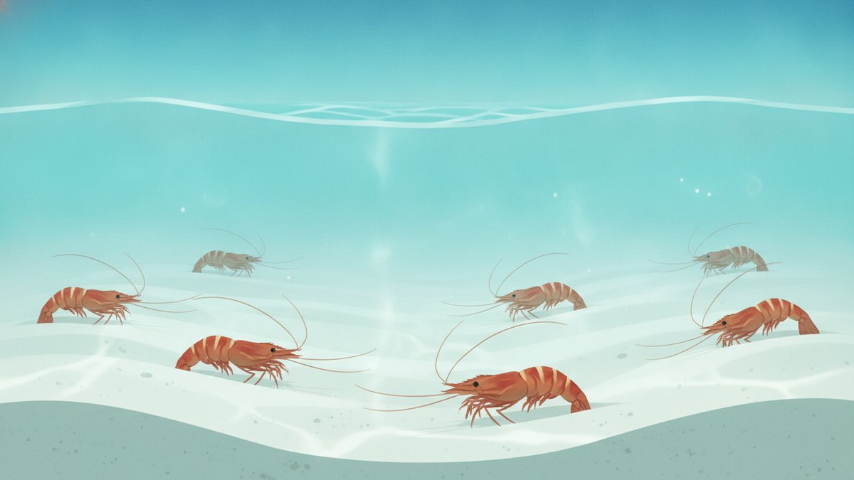 2026 10 24 kuruma ebi land aquaculture oga h2 03